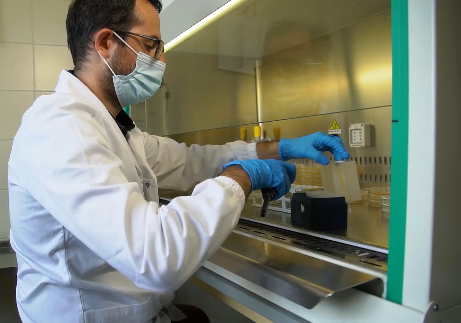 Masked microbiologist in glasses and blue gloves handling petri dishes inside a stainless steel biosafety cabinet