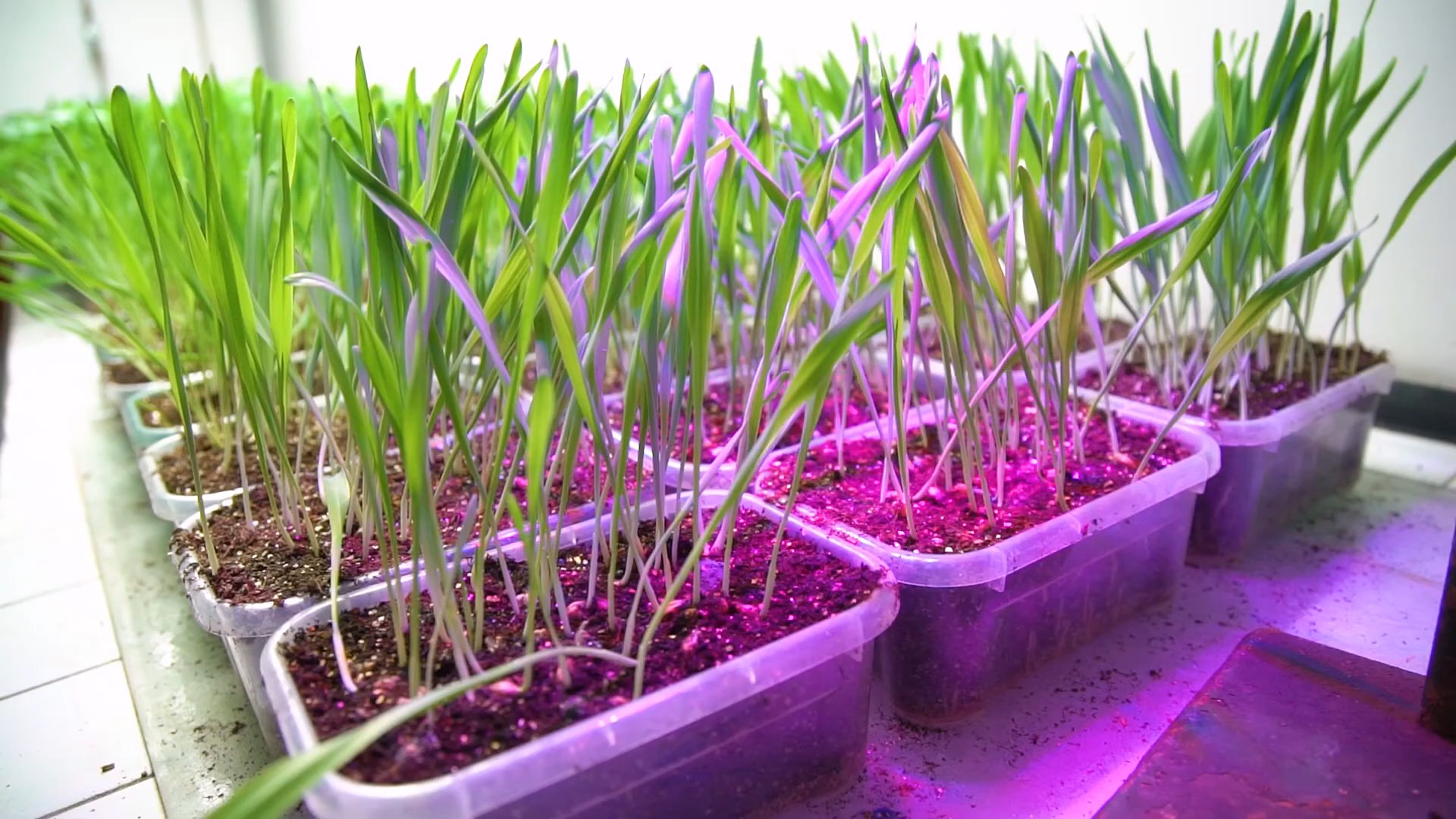 Cereal seedlings growing in clear plastic trays of soil under pink grow lights