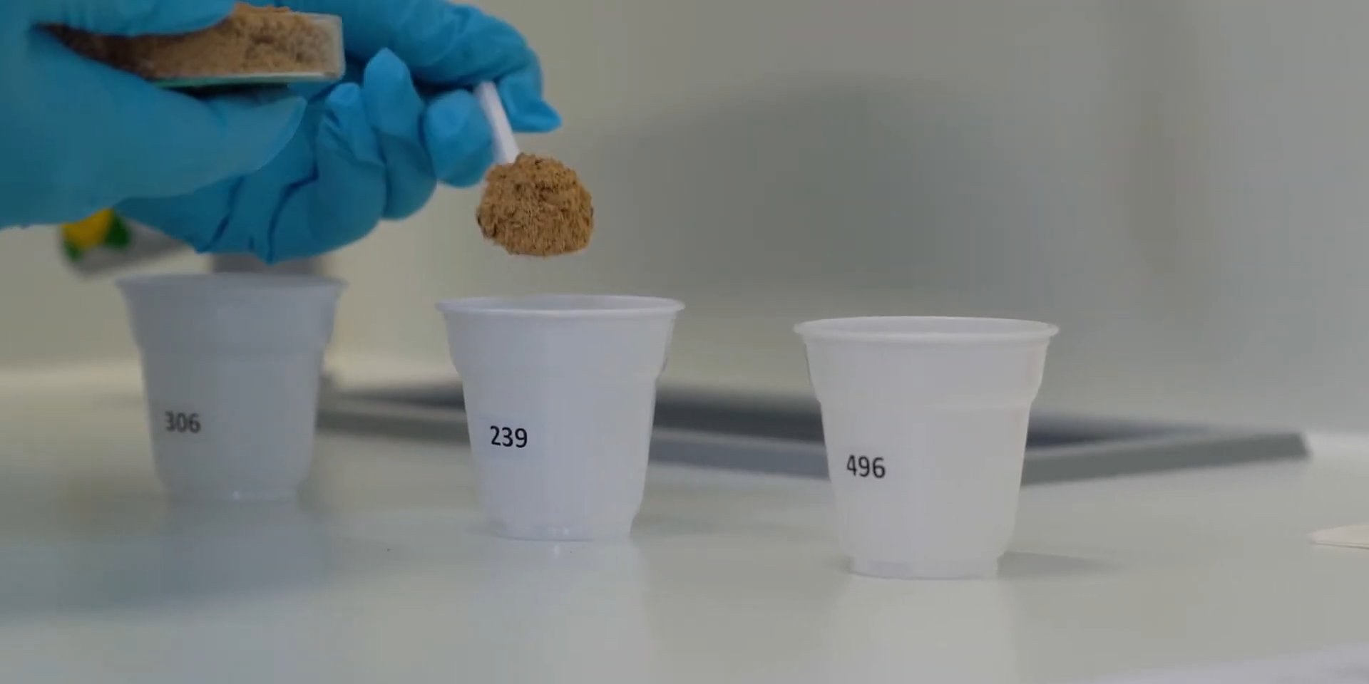 Gloved hand spooning a brown powder sample into white cups coded 306, 239 and 496